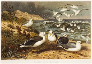 Cloaked and Silver Sea Gulls, Chromolithograph, circa 1898