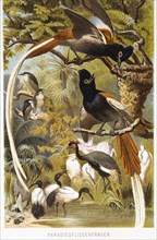 Birds of Paradise, Chromolithograph, circa 1898