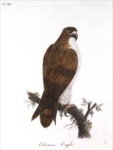 Chinese Eagle, Hand-Colored Engraving, circa 1822