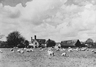 Sheep and Farm, Stoke-by-Nayland, Suffolk, England, 1935