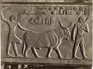 Apis, Sacred Bull, Egypt, Albumen Print, circa 1890