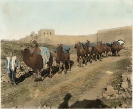Camel Caravan Passing Great Wall, Badaling, China, circa 1930