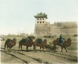 Camel Caravan at City Wall, Beijing, China, circa 1930