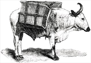 Ox Carrying Baskets, Southwest Africa, "Classical Portfolio of Primitive Carriers", by Marshall M. Kirman, World Railway Publ. Co., Illustration, 1895