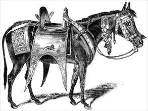 Decorated Abyssinian Horse, Africa, "Classical Portfolio of Primitive Carriers", by Marshall M. Kirman, World Railway Publ. Co., Illustration, 1895