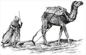 Farmer and Camel Plowing Field, Algeria, Africa, "Classical Portfolio of Primitive Carriers", by Marshall M. Kirman, World Railway Publ. Co., Illustration, 1895
