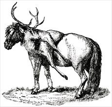 Horse Carrying Dead Deer, Highlands, Scotland, "Classical Portfolio of Primitive Carriers", by Marshall M. Kirman, World Railway Publ. Co., Illustration, 1895