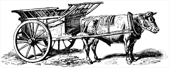 Rural Ox-Cart, England, "Classical Portfolio of Primitive Carriers", by Marshall M. Kirman, World Railway Publ. Co., Illustration, 1895