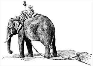 Elephant Pulling Timber, Rangoon, Burma, "Classical Portfolio of Primitive Carriers", by Marshall M. Kirman, World Railway Publ. Co., Illustration, 1895