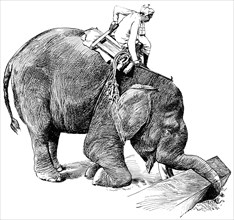 Elephant Picking Up Timber, Rangoon, Burma, "Classical Portfolio of Primitive Carriers", by Marshall M. Kirman, World Railway Publ. Co., Illustration, 1895