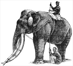 Elephant, belonging to King of Siam, Has Same Title and Privileges as Nobleman of Fifth Rank, "Classical Portfolio of Primitive Carriers", by Marshall M. Kirman, World Railway Publ. Co., Illustration,...