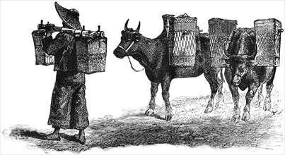 Shan of Upper Burma Loading Cattle with Produce, "Classical Portfolio of Primitive Carriers", by Marshall M. Kirman, World Railway Publ. Co., Illustration, 1895