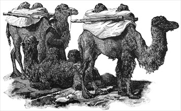 Bactrian Camels, Central Asia, "Classical Portfolio of Primitive Carriers", by Marshall M. Kirman, World Railway Publ. Co., Illustration, 1895