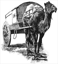 Bactrian Camel and Mail Cart, Gobi Desert, Central Asia, "Classical Portfolio of Primitive Carriers", by Marshall M. Kirman, World Railway Publ. Co., Illustration, 1895