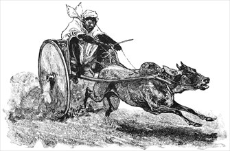 Bullock Race, Hackery is Pulled by Indian Ox or Zebu, Colombo, Ceylon,  "Classical Portfolio of Primitive Carriers", by Marshall M. Kirman, World Railway Publ. Co., Illustration, 1895