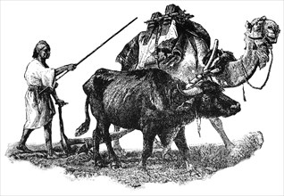 Farmer Plowing Field with Camel and Ox, Egypt, "Classical Portfolio of Primitive Carriers", by Marshall M. Kirman, World Railway Publ. Co., Illustration, 1895