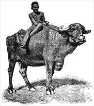 Boy Riding Ox, Egypt, "Classical Portfolio of Primitive Carriers", by Marshall M. Kirman, World Railway Publ. Co., Illustration, 1895