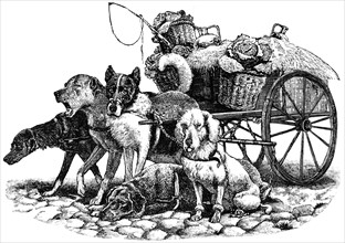 Vegetable Cart with Pack of Dogs, Antwerp, Belgium, "Classical Portfolio of Primitive Carriers", by Marshall M. Kirman, World Railway Publ. Co., Illustration, 1895