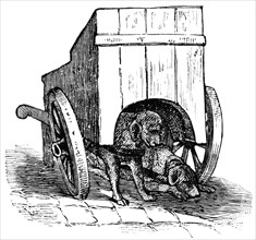 Two Dogs with Wooden Cart, Holland, "Classical Portfolio of Primitive Carriers", by Marshall M. Kirman, World Railway Publ. Co., Illustration, 1895