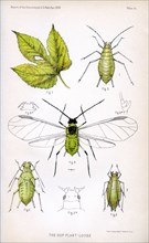 The Hop Plant Louse, Plate III, Report of the Commissioner of Agriculture, US Dept of Agriculture, Illustration,  1888