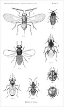 Enemies of Icerya, Plate X, Report of the Commissioner of Agriculture, US Dept of Agriculture, Illustration,  1888