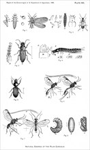 Natural Enemies of the Plum Curculio, Report of the Commissioner of Agriculture, US Dept of Agriculture, Illustration,  1888