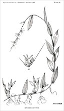 Grasses and Weeds, Oplismenus setarius, Report of the Commissioner of Agriculture, US Dept of Agriculture, Illustration,  1888