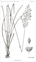 Grasses and Weeds, Anthenantia rufa, Report of the Commissioner of Agriculture, US Dept of Agriculture, Illustration,  1888