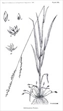 Grasses and Weeds, Amphicarpum purshii, Report of the Commissioner of Agriculture, US Dept of Agriculture, Illustration,  1888