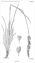 Grasses and Weeds, Pao Andina, Report of the Commissioner of Agriculture, US Dept of Agriculture, Illustration,  1888