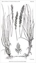 Grasses and Weeds, Agropyrum Glaucum, Colorado Blue Stem, Report of the Commissioner of Agriculture, US Dept of Agriculture, Illustration,  1888