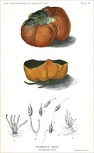 Tomato Rot, Macrosporium Solani, Report of the Commissioner of Agriculture, US Dept of Agriculture, Illustration,  1888