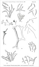 Tomato Diseases (Fusarium Solani, Mart., and Cladosporium Fulvum, Cke), Report of the Commissioner of Agriculture, US Dept of Agriculture, Illustration,  1888