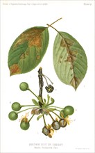 Brown Rot of Cherry, Monilia Fructigena Pass., Plate V, Report of the Commissioner of Agriculture, US Dept of Agriculture, Illustration,  1888