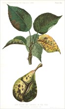 Leaf Blight and Cracking of the Pear, Entomosporium Maculatum, Lev., Report of the Commissioner of Agriculture, US Dept of Agriculture, Illustration,  1888