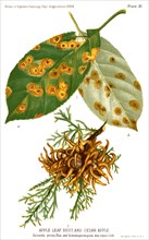 Apple Leaf Rust and Cedar Apple, Roestella Pirata, Report of the Commissioner of Agriculture, US Dept of Agriculture, Illustration,  1888