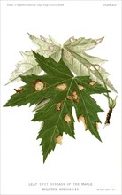 Leaf-Spot Disease of the Maple, Maple-Leaf Blight, Phyllostica Acericola, Report of the Commissioner of Agriculture, US Dept of Agriculture, Illustration,  1888