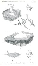 Leaf-Spot Disease of the Maple, Maple-Leaf Blight, and Sycamore Disease, Report of the Commissioner of Agriculture, US Dept of Agriculture, Illustration,  1888