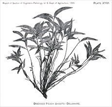 Diseased Peach Shoots, Delaware, Report of the Commissioner of Agriculture, US Dept of Agriculture, Illustration,  1888