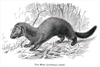 The Mink, Lutreola Vision, Report of the Commissioner of Agriculture, US Dept of Agriculture, Illustration,  1888