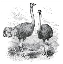 Adult Ostrich, male and female, Report of the Commissioner of Agriculture, US Dept of Agriculture, Illustration,  1888