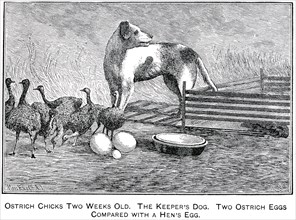 Ostrich Chicks Two Weeks Old, The keeper’s dog, Two Ostrich eggs compared With Hen’s Egg, Report of the Commissioner of Agriculture, US Dept of Agriculture, Illustration,  1888