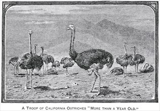 Troop of California Ostriches, Report of the Commissioner of Agriculture, US Dept of Agriculture, Illustration,  1888