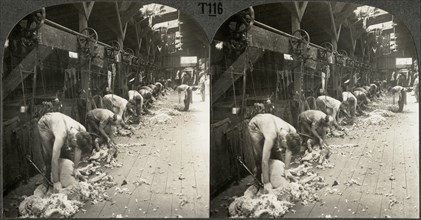 Shearing Sheep with Power Driven Shears, Kirkland, Illinois, Stereo Card, circa 1917