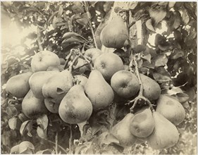 Pears in Pear Tree, Ohio, USA, circa 1880