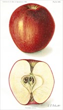 Coffman Apple, E. J. Schutt, Yearbook U.S. Department of Agriculture, 1909, Plate XXXI