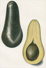 Chappelow Avocado, E. J. Schutt, Yearbook U.S. Department of Agriculture, Plate XXXI, 1906