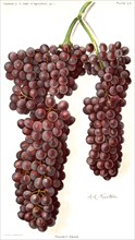 Panariti Grapes, A. A. Newton, Yearbook U.S. Department of Agriculture, Plate LV, A. Hoen & Co. Baltimore, 1911