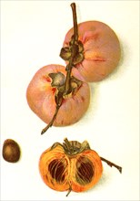 Josephine Persimmon, A. A. Newton, Yearbook U.S. Department of Agriculture, Plate XXX, A. Hoen & Co. Baltimore, 1906