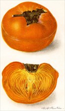 Tamopan Persimmon, A. A. Newton, Yearbook U.S. Department of Agriculture, Plate XL, 1910